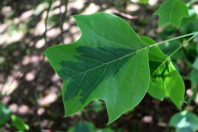 Liriodendron tulipifera 'Aureomarginatum' - liliovník tulipánokvětý - list